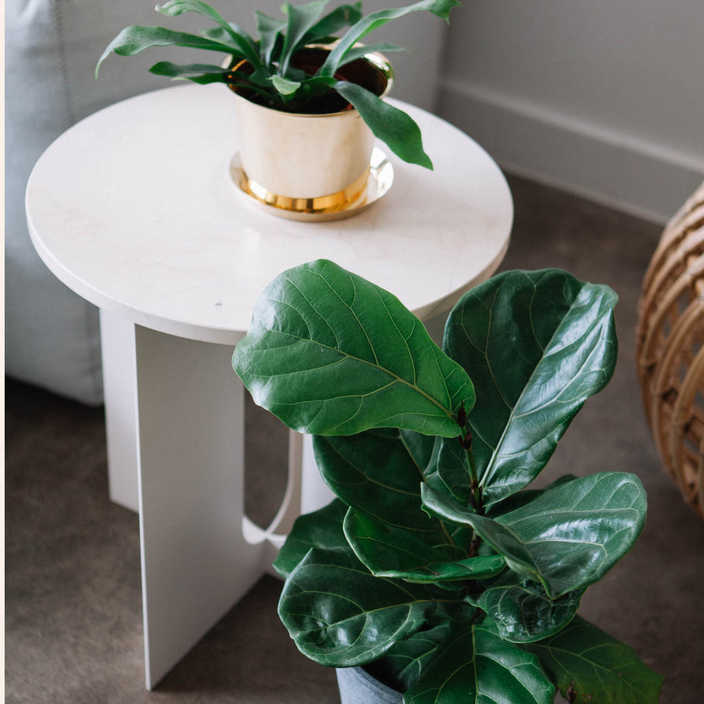Detail of Crystal Beige Rose marble top on the Androgyne Side Table