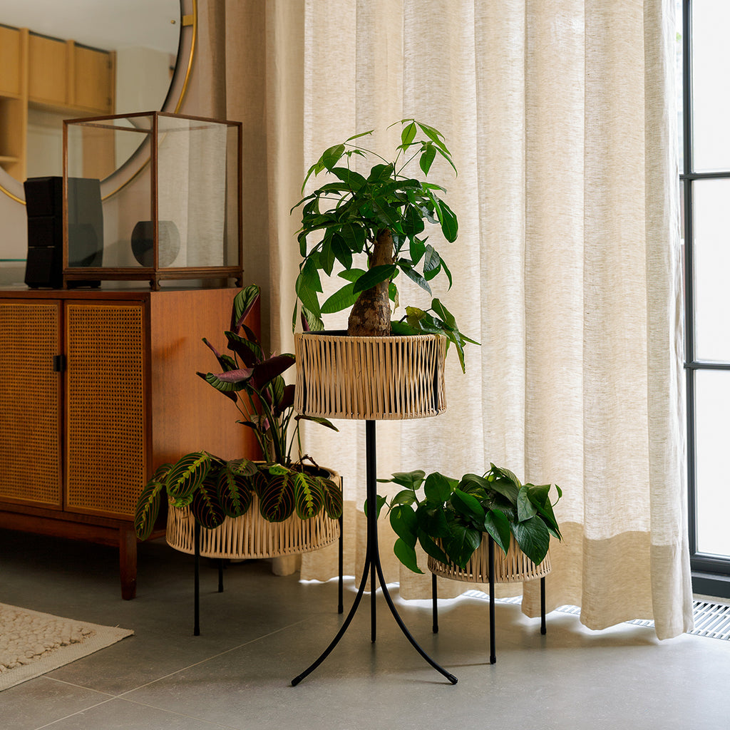 Umanoff Planters styled in the Audo space with woven rattan and black steel frames holding green plants