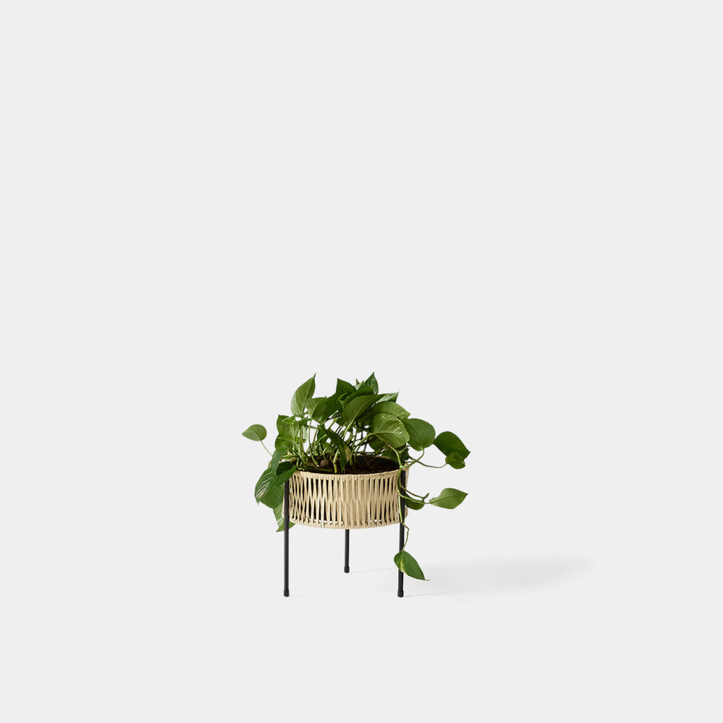 Umanoff Planter Small by Audo Copenhagen in rattan and black steel with plant on neutral background