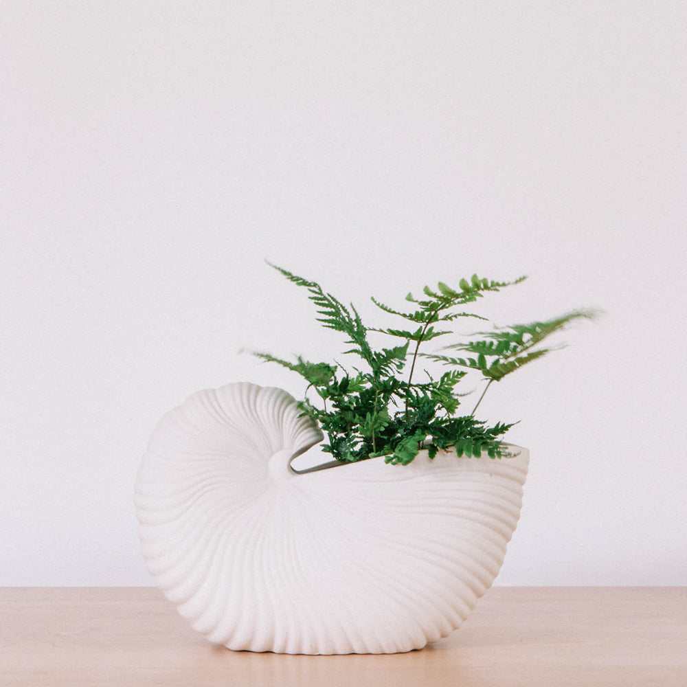 Shell Pot styled on a console table holding potted plant, off-white matte stoneware in seashell shape.